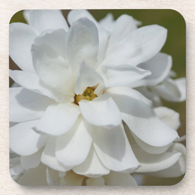 Silky Magnolia Coaster (Front)