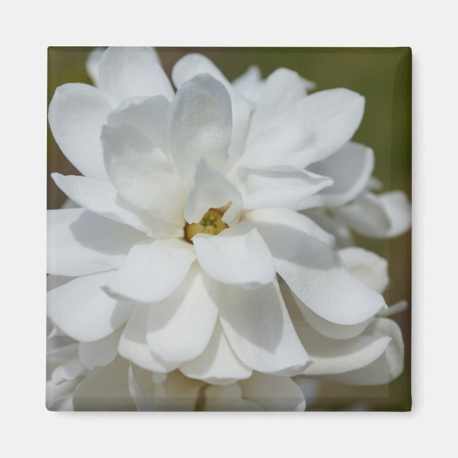 Silky Magnolia Magnet (Front)