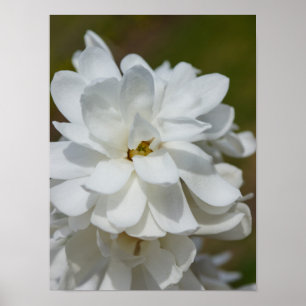 Silky Magnolia Poster