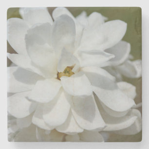Silky Magnolia Stone Coaster