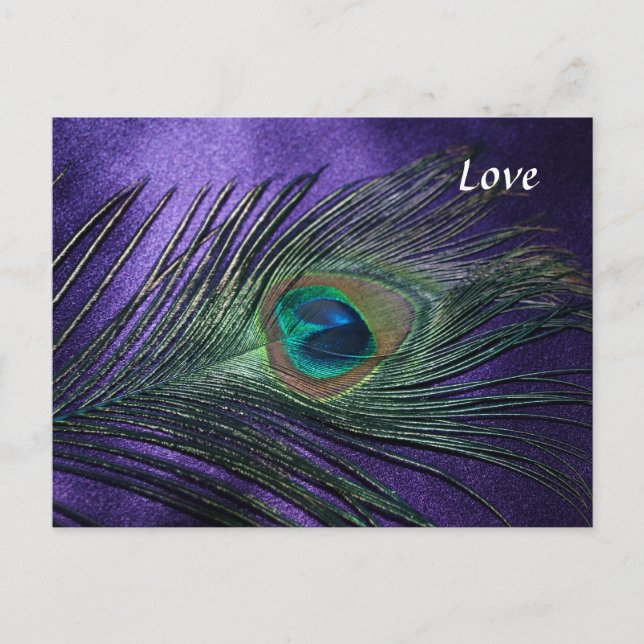 Silky Purple Peacock Feather Postcard (Front)