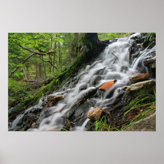 Silky Roots Forest Cascade Poster (Front)