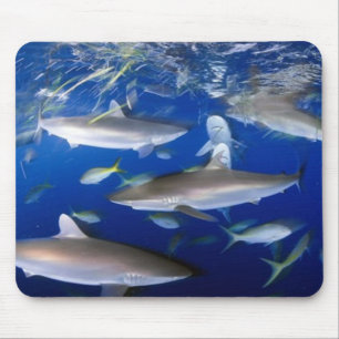 silky-sharks-feeding-689693-ga mouse pad