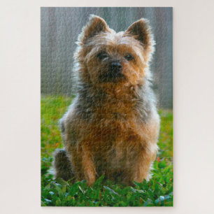 Silky Terrier Dog Jigsaws. Jigsaw Puzzle