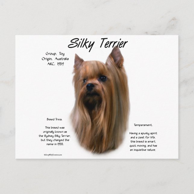 Silky Terrier History Design Postcard (Front)