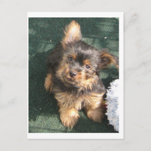 Silky Terrier puppy 10 weeks old Postcard
