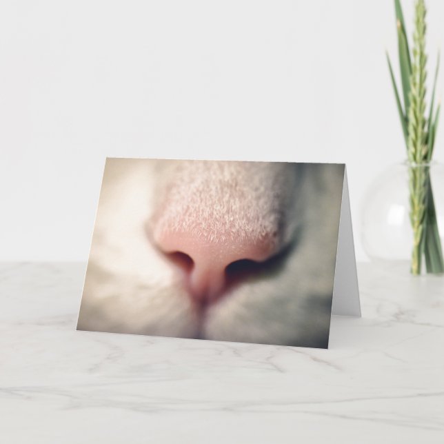 Silky White Kitty Greeting Card (Front)