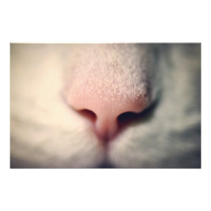 Silky White Kitty Photo Print