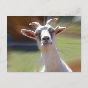 Silly BillyGoat Photograph Postcard