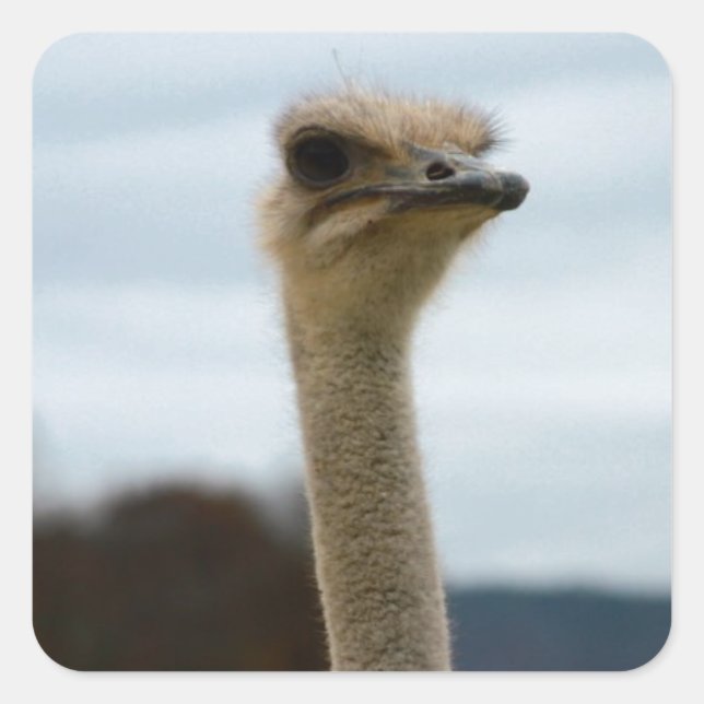 Silly Bird Photo Ostrich Face Head Closeup Square Sticker (Front)