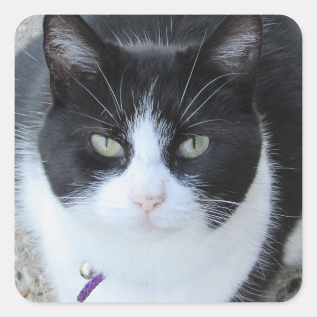 Silly Black and White Kitty Photo Sticker (Front)