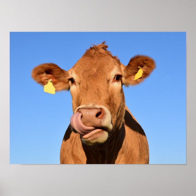 Silly Brown Cow Close-Up Poster (Front)