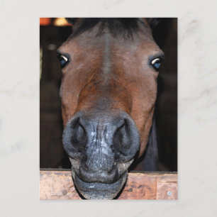 silly brown horse head postcard