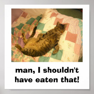 silly cat picture poster