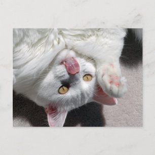 Silly Cat Postcard