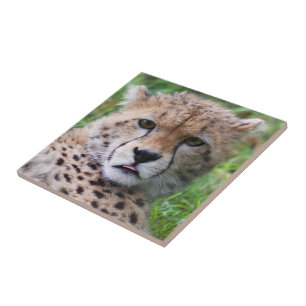 Silly Cheetah Cub Ceramic Tile