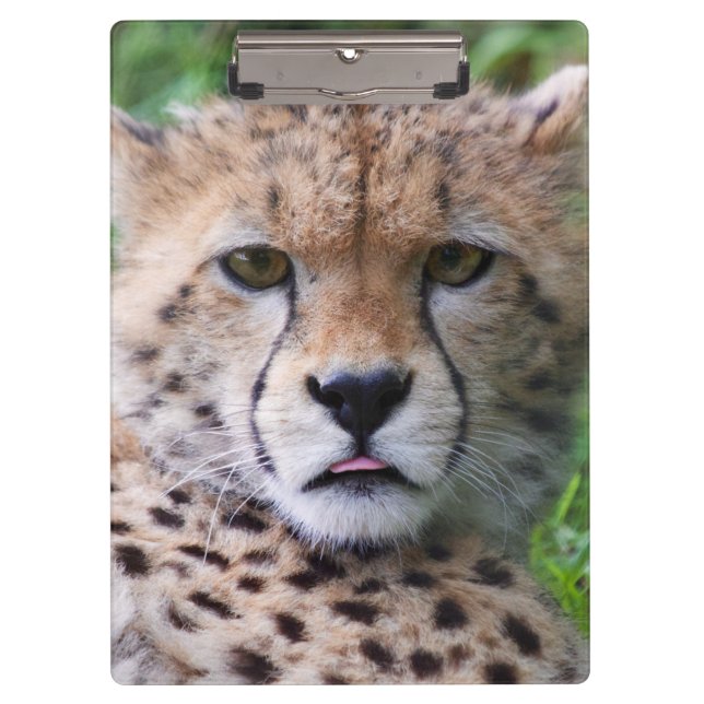 Silly Cheetah Cub Clipboard (Front)