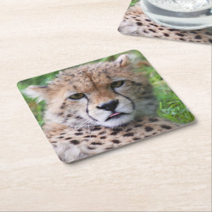 Silly Cheetah Cub Square Paper Coaster