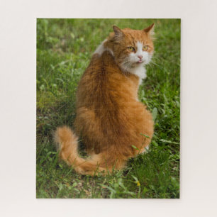 Silly Fluffy Orange Long haired Tabby Cat Jigsaw Puzzle