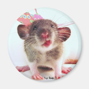 Silly Flutterby Rat Magnet