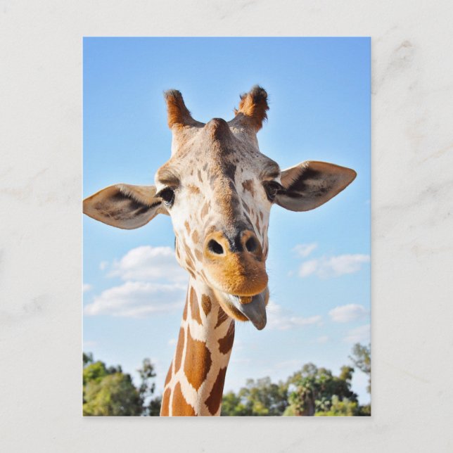 Silly Giraffe Postcard (Front)
