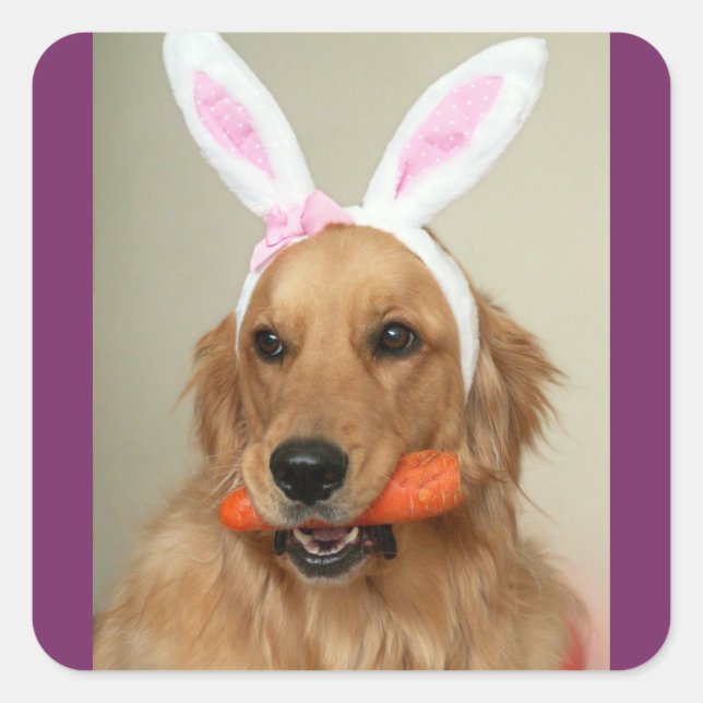 SIlly Golden Retriever dog with Easter Bunny ears Square Sticker (Front)