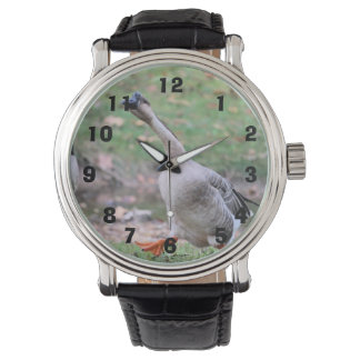 Silly goose    watch