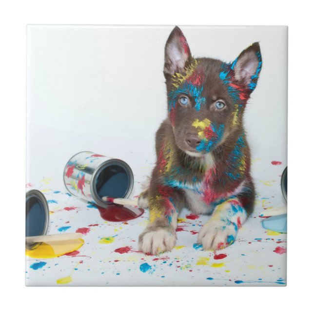 Silly Husky Puppy got into Paint Buckets Ceramic Tile (Front)