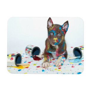 Silly Husky Puppy got into Paint Buckets Magnet