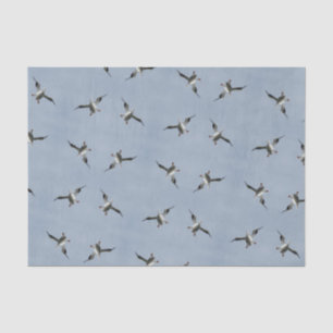 Silly Landing Pelican Pic - Tissue Paper