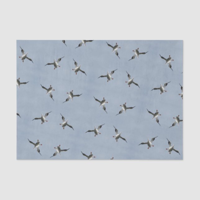 Silly Landing Pelican Pic  - Tissue Paper (Front)