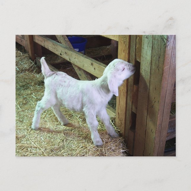 Silly Little Kid Postcard (Front)