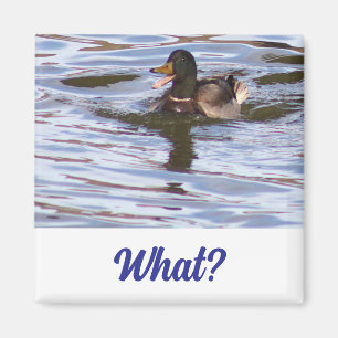 Silly Mallard Duck Magnet