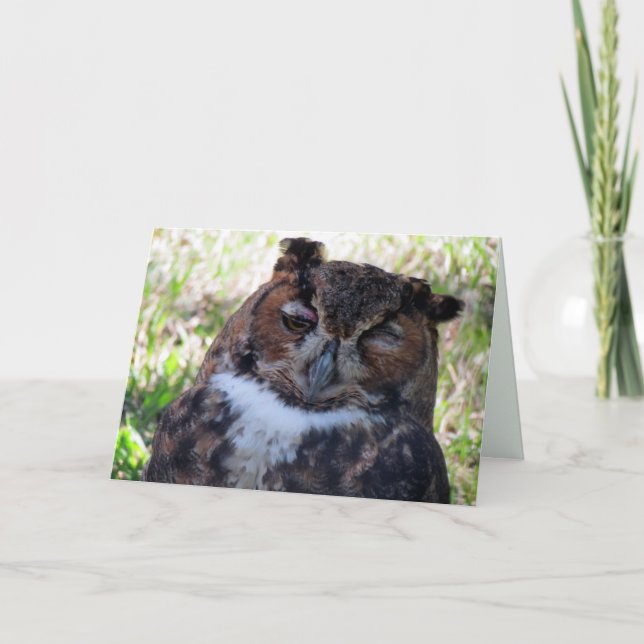 Silly Owl Greeting Card (Front)