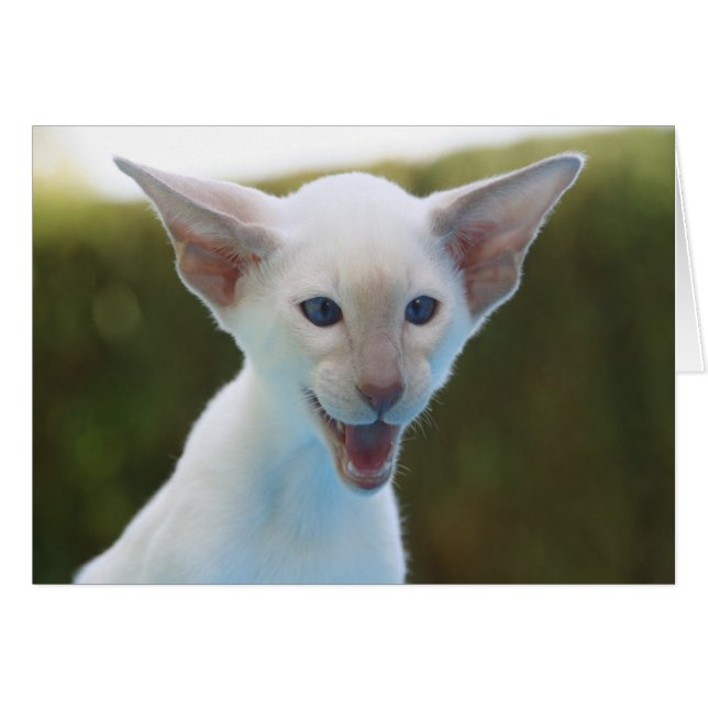 Silly Siamese (Front Horizontal)