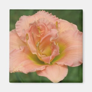 Siloam Double Classic - Daylily Magnet