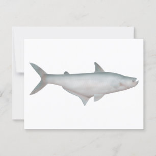Silond Catfish Postcard