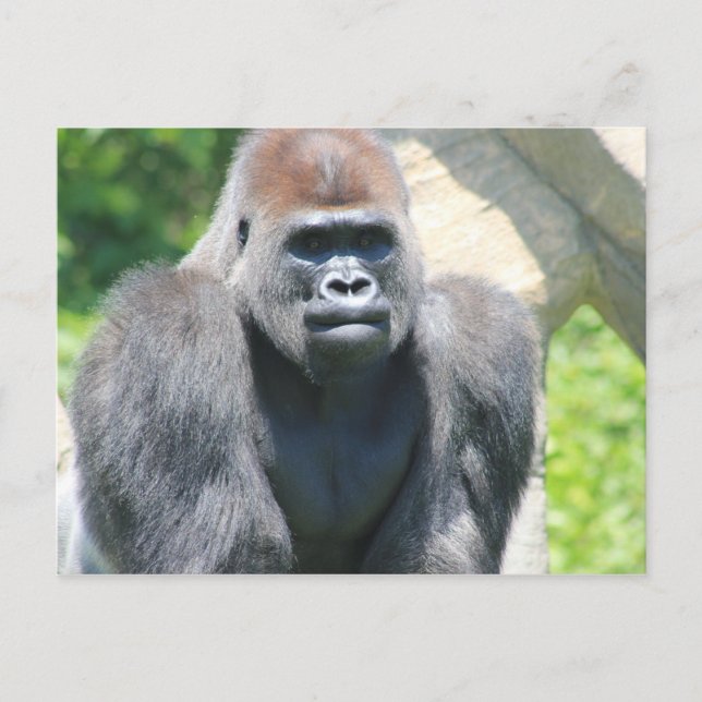 Silver Back Gorilla Postcard (Front)