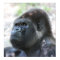 Silver Back Gorilla