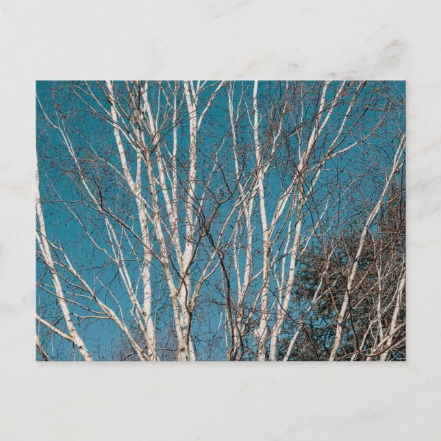 Silver Birch Branches in the Sun Postcard (Front)