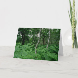 Silver birch trees and ferns, Sherwood Forest Card