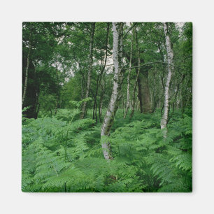 Silver birch trees and ferns, Sherwood Forest Magnet