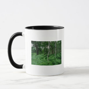 Silver birch trees and ferns, Sherwood Forest Mug
