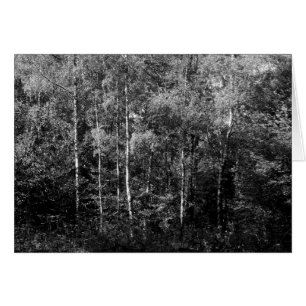 Silver Birch Trees B&W