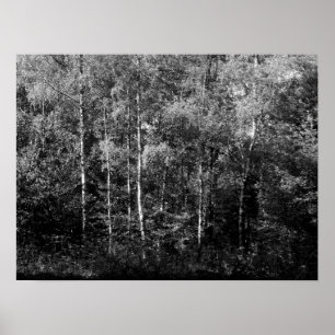 Silver Birch Trees - B&W Poster