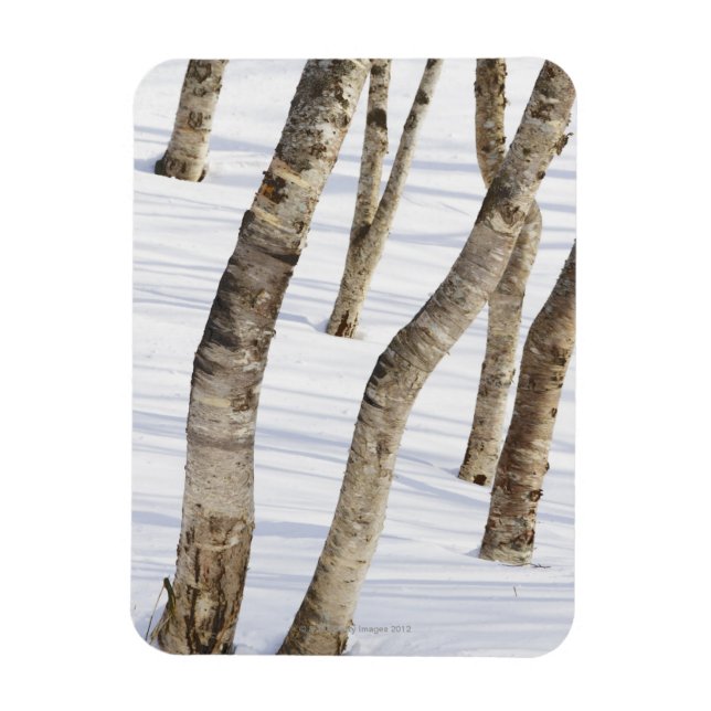 Silver Birch Trees in snowy landscape Magnet (Vertical)