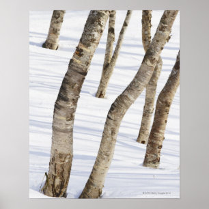 Silver Birch Trees in snowy landscape Poster