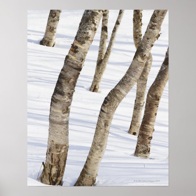 Silver Birch Trees in snowy landscape Poster (Front)
