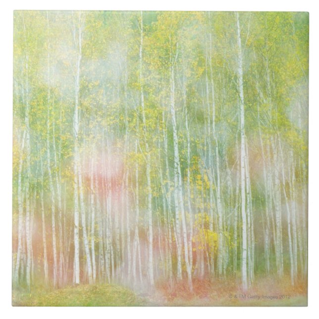 Silver Birch Trees Tile (Front)