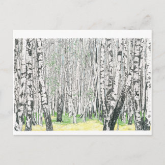 Silver Birch Wood - Postcard